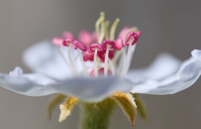 So schön ist die Birnbaum-Blüte, fotografiert von Werner Frey.  