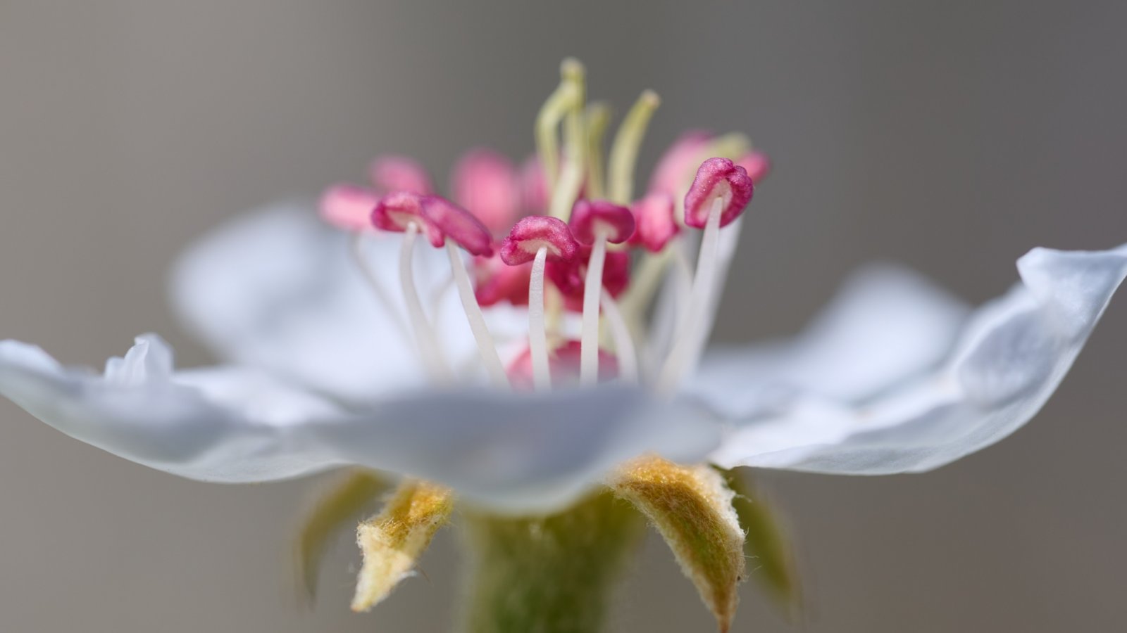 So schön ist die Birnbaum-Blüte, fotografiert von Werner Frey.  
