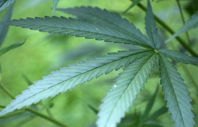 Ab 1. April soll Cannabis teilweise freigegeben werden. (Symbolbild)<span class='image-autor'>Foto: dpa/Oliver Berg</span>