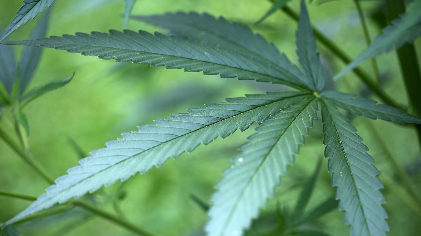 Ab 1. April soll Cannabis teilweise freigegeben werden. (Symbolbild)Foto: dpa/Oliver Berg Ab 1. April soll Cannabis teilweise freigegeben werden. (Symbolbild)Foto: dpa/Oliver Berg