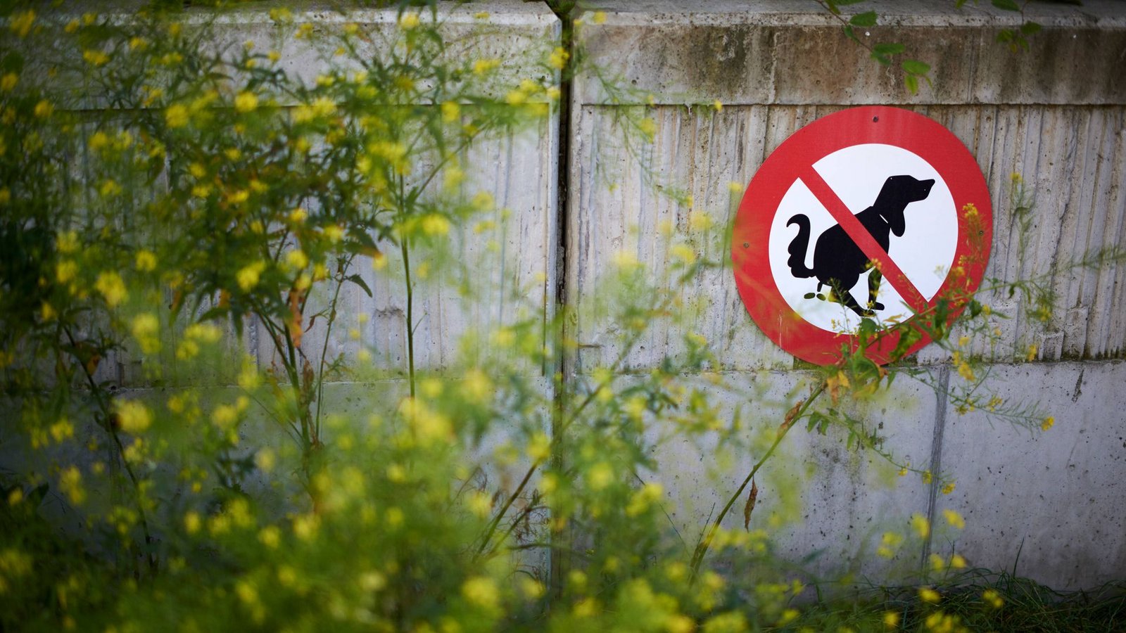 Bis zu 1048 Euro Strafe müssen Hundehalter in einigen Gemeinden in Südtirol zahlen, wenn der Kot am Wegesrand liegen bleibt.Foto: imago images/robertkalb photographien/Robert Kalb via www.imago-images.de Bis zu 1048 Euro Strafe müssen Hundehalter in einigen Gemeinden in Südtirol zahlen, wenn der Kot am Wegesrand liegen bleibt.Foto: imago images/robertkalb photographien/Robert Kalb via www.imago-images.de