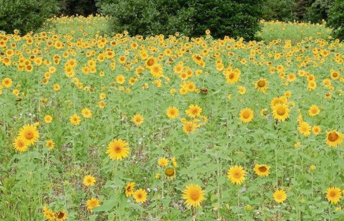 „Es gibt sie noch, die Sonnenblumenfelder“, schreibt Albert Arning und schickt ein Bild dieses Feldes bei Schützingen.