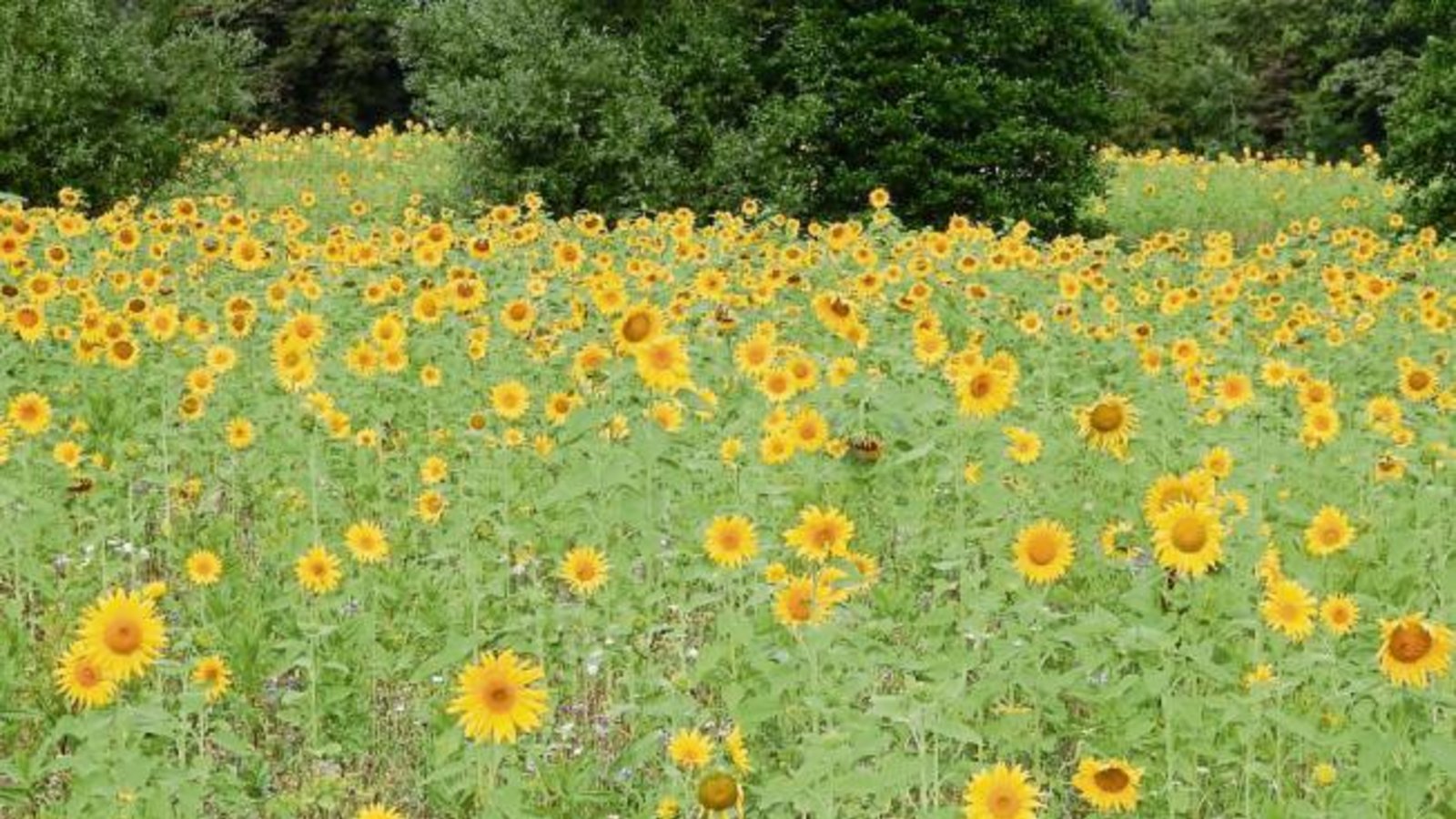 „Es gibt sie noch, die Sonnenblumenfelder“, schreibt Albert Arning und schickt ein Bild dieses Feldes bei Schützingen.