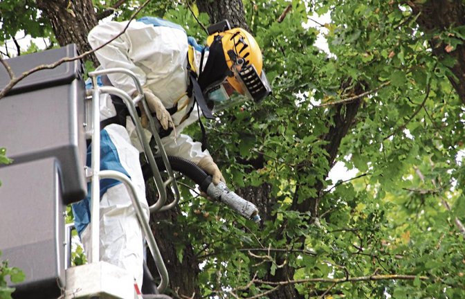 Kampf gegen den Eichenprozessionsspinner mit dem Hochleistungssauger.  Fotos: Arning/p