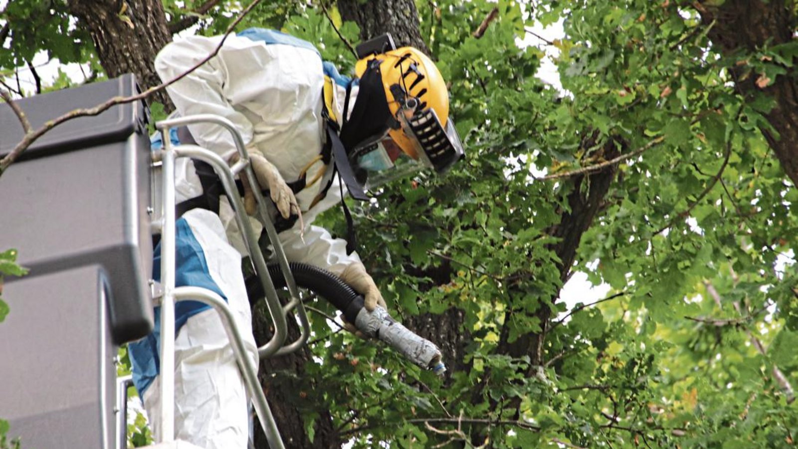 Kampf gegen den Eichenprozessionsspinner mit dem Hochleistungssauger. Fotos: Arning/p Kampf gegen den Eichenprozessionsspinner mit dem Hochleistungssauger. Fotos: Arning/p