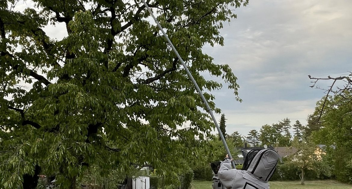 Der Bezirks-Imkerverein Vaihingen bekämpft die Asiatische Hornisse. Hier bei einem Einsatz in Sersheim. Erstmals wurde dabei auch ein Sekundärnest entfernt. Foto: p