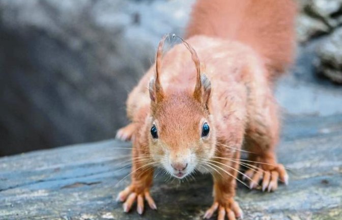 Ich bin doch fotogen! Foto: Mede