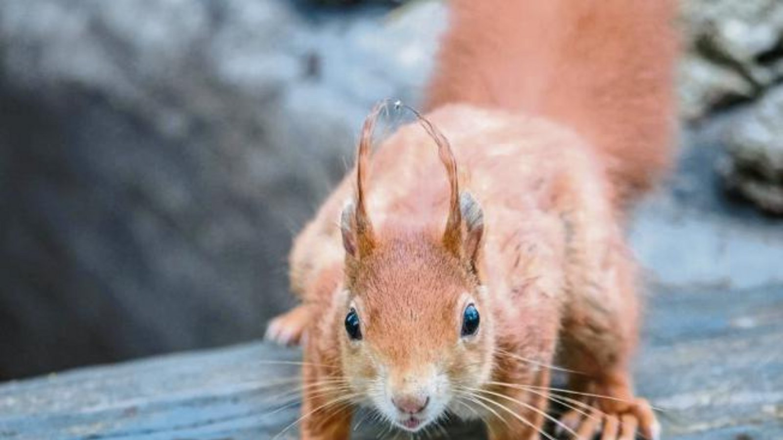 Ich bin doch fotogen! Foto: Mede