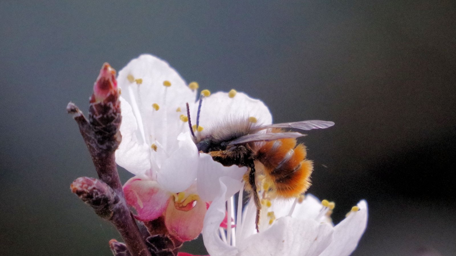 Eine Mauerbiene beim Tauchgang in die Aprikosenblüte, fotografiert von Stefanie Post aus Ensingen. Auch die Blaumeise im Schlaraffenland von unserer Bilderseite am Samstag stammte von Stefanie Post und nicht von Clara Spielmann aus Gündelbach, wie unter dem Foto fälschlicherweise vermeldet. Wir bitten, den Fehler zu entschuldigen.  