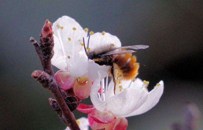Eine Mauerbiene beim Tauchgang in die Aprikosenblüte, fotografiert von Stefanie Post aus Ensingen. Auch die Blaumeise im Schlaraffenland von unserer Bilderseite am Samstag stammte von Stefanie Post und nicht von Clara Spielmann aus Gündelbach, wie unter dem Foto fälschlicherweise vermeldet. Wir bitten, den Fehler zu entschuldigen.  