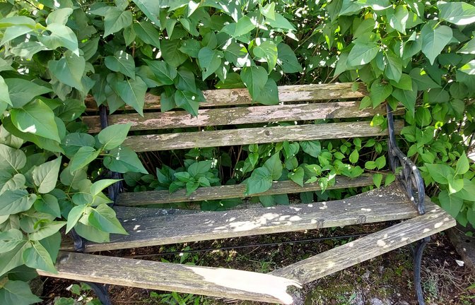 Ärger und Enttäuschung sind die Gefühle, die Susanne Merz angesichts des zerstörten Bänkles an der Treppe von der Angelstraße zur Franckstraße bewegen. Die Vaihingerin hatte die Sitzgelegenheit vor ein paar Jahren aus dem angrenzenden Garten des Elternhauses an den dortigen Platz gestellt – „damit sich meine Mama und auch andere Nachbarn dort mal hinsetzen können“. Seit Freitag ist die Bank nun kaputt. Die Bretter will Susanne Merz wieder ersetzen, denn das sei einfach „ein schönes Plätzle“.  <span class='image-autor'>Foto: Merz</span>