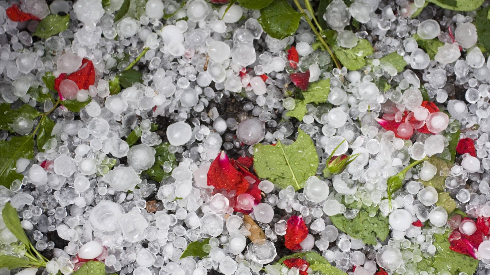 Heute kann es zu Hagelschauer in Baden-Württemberg kommen.Foto: IMAGO / blickwinkel Heute kann es zu Hagelschauer in Baden-Württemberg kommen.Foto: IMAGO / blickwinkel
