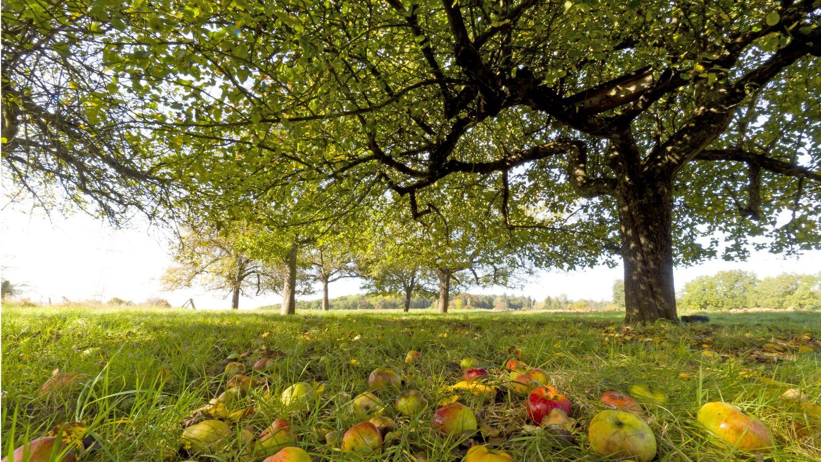 In diesem Jahr fällt die Apfelernte in Baden-Württemberg recht mager aus.Foto: //Ottfried Schreiter In diesem Jahr fällt die Apfelernte in Baden-Württemberg recht mager aus.Foto: //Ottfried Schreiter