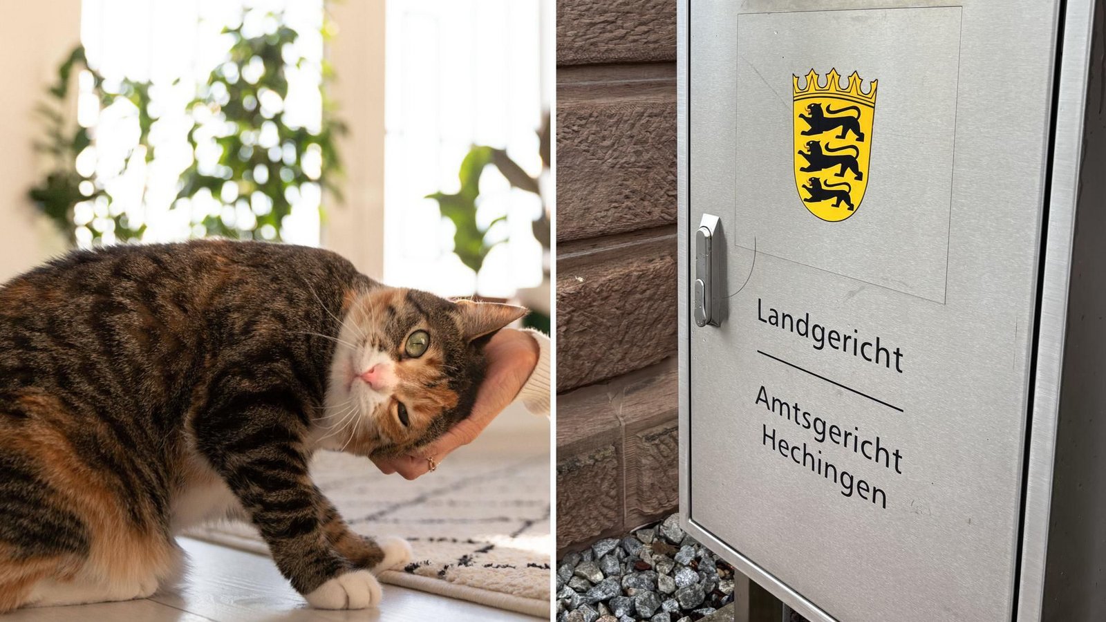 Kuriose Verhandlung am Amtsgericht Hechingen: Am Mittwoch ist eine Rentnerin wegen der Unterschlagung einer Katze verurteilt worden.Foto: imago/Zoonar.com/Dmitrii Marchenko/Envato (Symbolbild), STZN/Dürr Kuriose Verhandlung am Amtsgericht Hechingen: Am Mittwoch ist eine Rentnerin wegen der Unterschlagung einer Katze verurteilt worden.Foto: imago/Zoonar.com/Dmitrii Marchenko/Envato (Symbolbild), STZN/Dürr