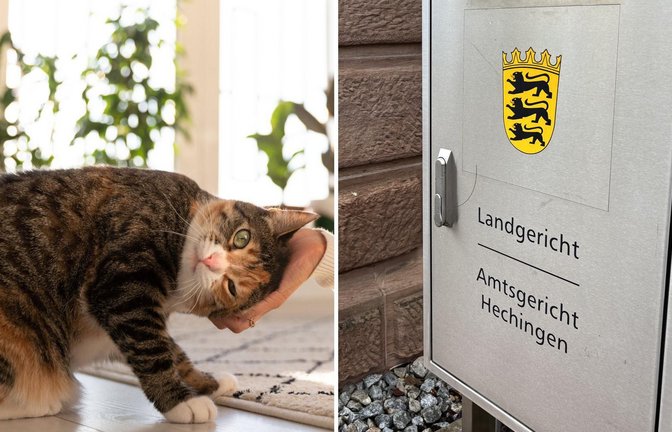 Kuriose Verhandlung am Amtsgericht Hechingen: Am Mittwoch ist eine Rentnerin wegen der Unterschlagung einer Katze verurteilt worden.<span class='image-autor'>Foto: imago/Zoonar.com/Dmitrii Marchenko/Envato (Symbolbild), STZN/Dürr</span>