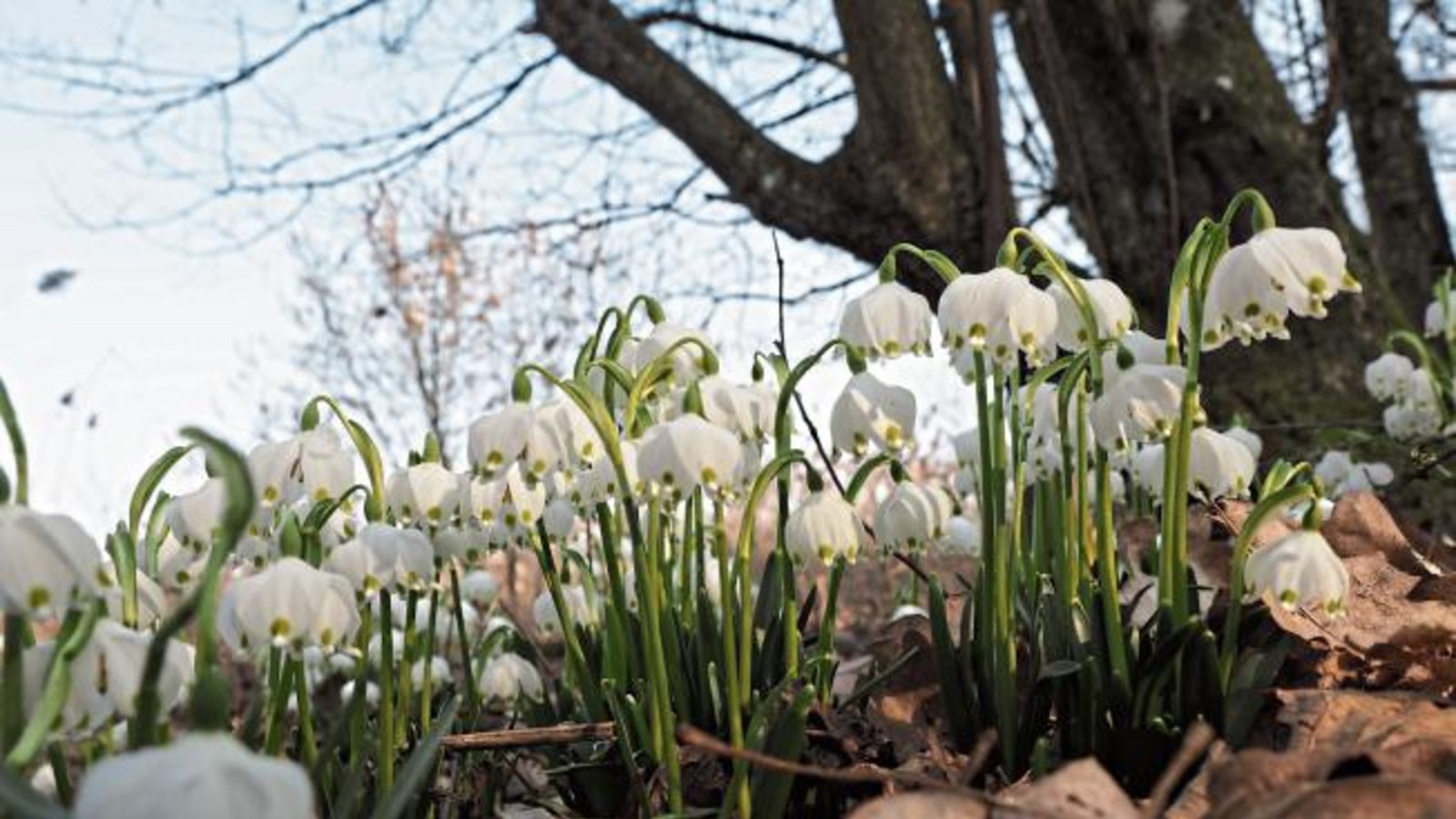 Märzenbecher – fotografiert in Häfnerhaslach. Foto: E. Lorch