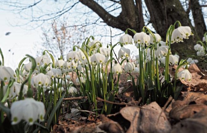 Märzenbecher – fotografiert in Häfnerhaslach. Foto: E. Lorch