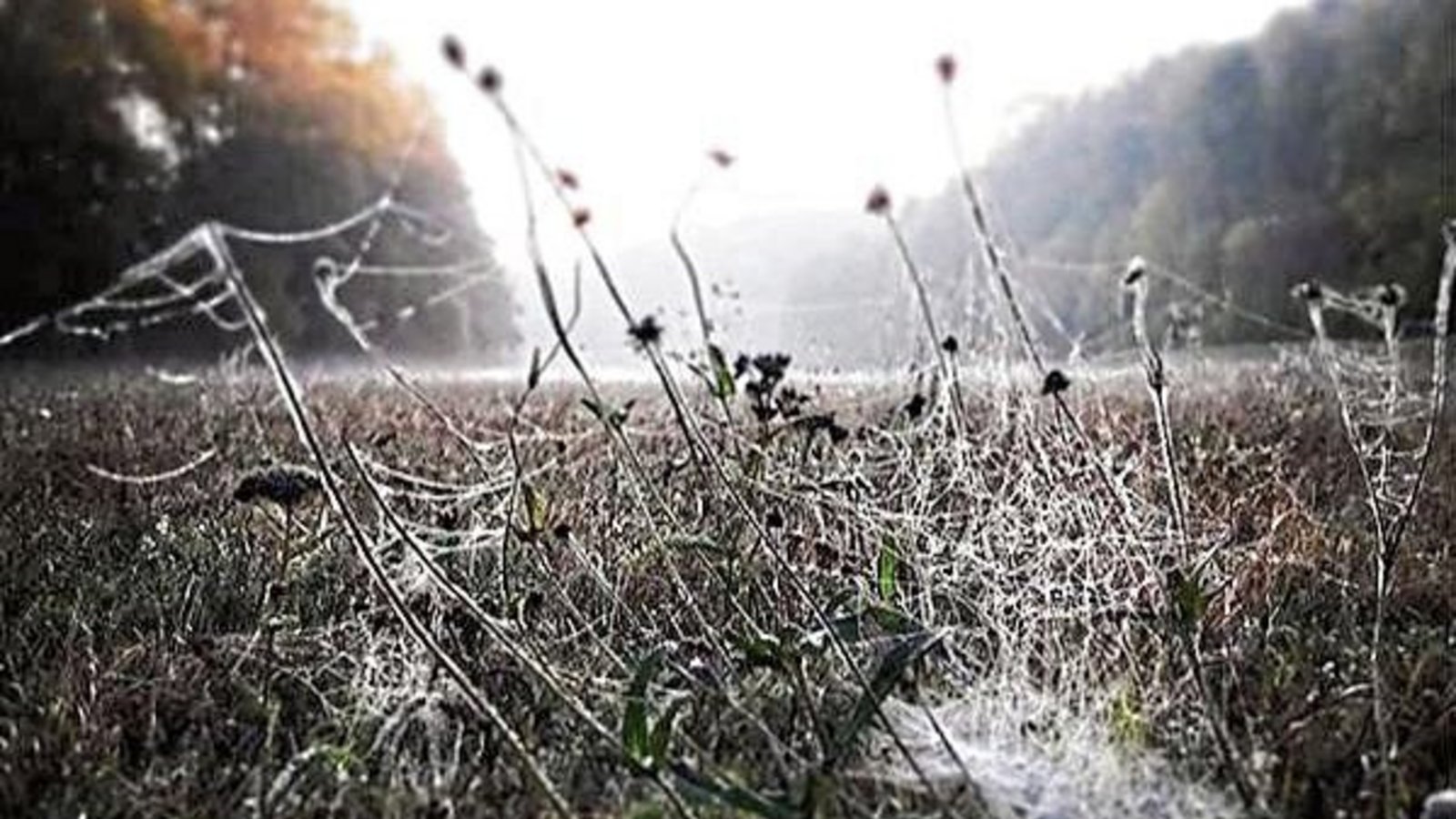 Ein später Altweibersommer grüßt mit irren Gebilden im Kreuzbachtal.  Foto: Rücker