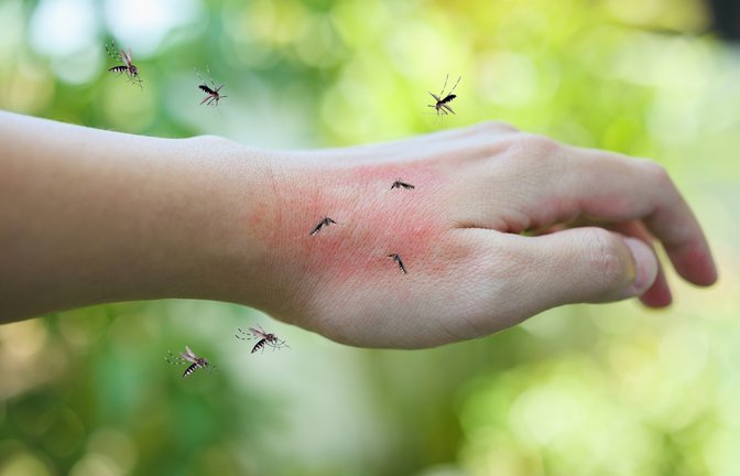 Warum fliegen die Mücken so sehr auf manche Menschen?<span class='image-autor'>Foto: Kwangmoozaa / shutterstock.com</span>