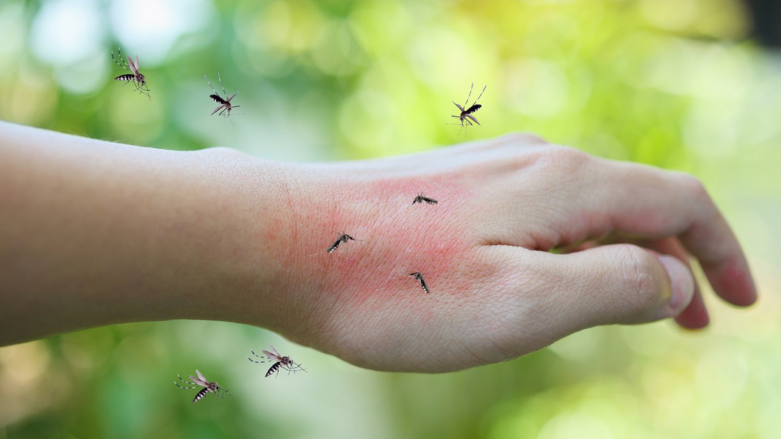 Warum fliegen die Mücken so sehr auf manche Menschen?Foto: Kwangmoozaa / shutterstock.com