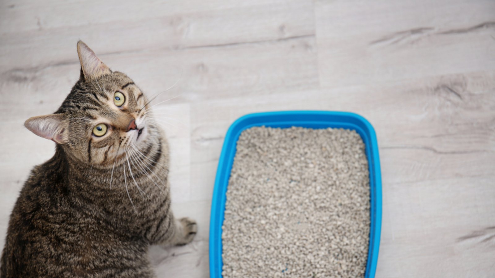 Katzenstreu eignet sich auch als Entfeuchter für das Auto.Foto: New Africa / shutterstock.com Katzenstreu eignet sich auch als Entfeuchter für das Auto.Foto: New Africa / shutterstock.com