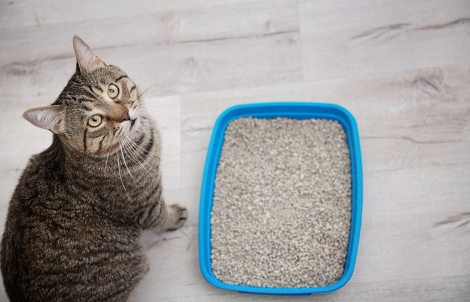 Katzenstreu eignet sich auch als Entfeuchter für das Auto.<span class='image-autor'>Foto: New Africa / shutterstock.com</span>