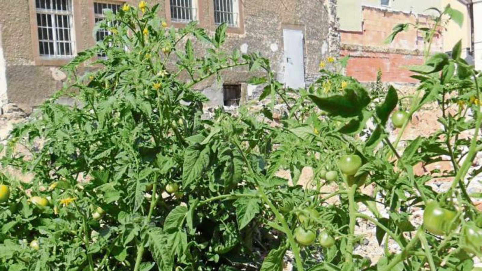 Wenn’s um Tomaten geht – Sparkasse? Zumindest fühlt sich das Gewächs mit den leckeren Früchten auf dem Gelände, auf dem momentan das Sparkassengebäude fehlt, sichtlich wohl und gedeiht dort prächtig. Gesehen von Angelika Stähle. Wenn’s um Tomaten geht – Sparkasse? Zumindest fühlt sich das Gewächs mit den leckeren Früchten auf dem Gelände, auf dem momentan das Sparkassengebäude fehlt, sichtlich wohl und gedeiht dort prächtig. Gesehen von Angelika Stähle.