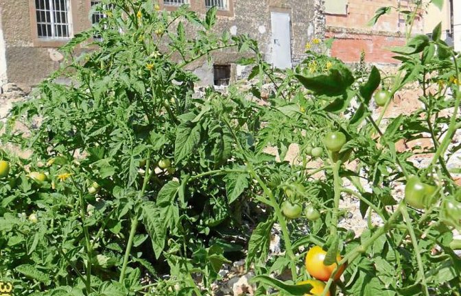 Wenn’s um Tomaten geht – Sparkasse? Zumindest fühlt sich das Gewächs mit den leckeren Früchten auf dem Gelände, auf dem momentan das Sparkassengebäude fehlt, sichtlich wohl und gedeiht dort prächtig. Gesehen von Angelika Stähle.