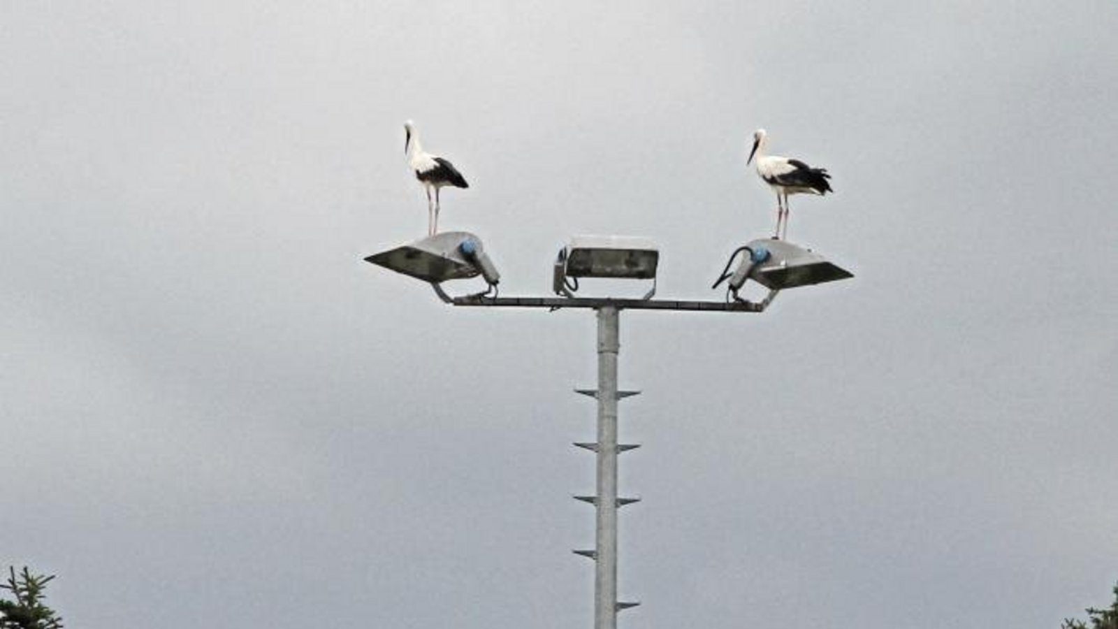 Storchen-Ausguck: Hoch überm Vaihinger Verkehrsübungsplatz landeten diese beiden Adebare – zuerst einer, etwas später der zweite – auf einem Lichtmast. Ein „Date“ war es vermutlich nicht. Beide hielten einen Moment lang Ausschau, wohl nach Nahrung, und zo Storchen-Ausguck: Hoch überm Vaihinger Verkehrsübungsplatz landeten diese beiden Adebare – zuerst einer, etwas später der zweite – auf einem Lichtmast. Ein „Date“ war es vermutlich nicht. Beide hielten einen Moment lang Ausschau, wohl nach Nahrung, und zo