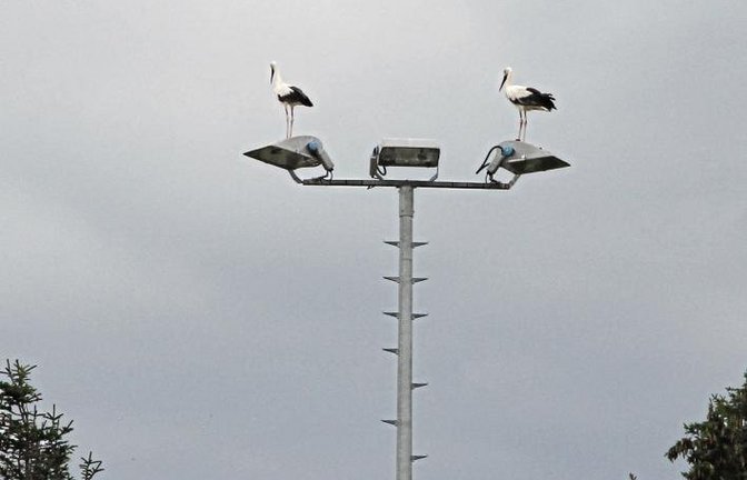 Storchen-Ausguck: Hoch überm Vaihinger Verkehrsübungsplatz landeten diese beiden Adebare – zuerst einer, etwas später der zweite – auf einem Lichtmast. Ein „Date“ war es vermutlich nicht. Beide hielten einen Moment lang Ausschau, wohl nach Nahrung, und zo