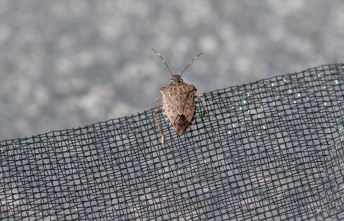 So fangen Sie die Insekten ein.<span class='image-autor'>Foto: Tob1900 / shutterstock.com</span>