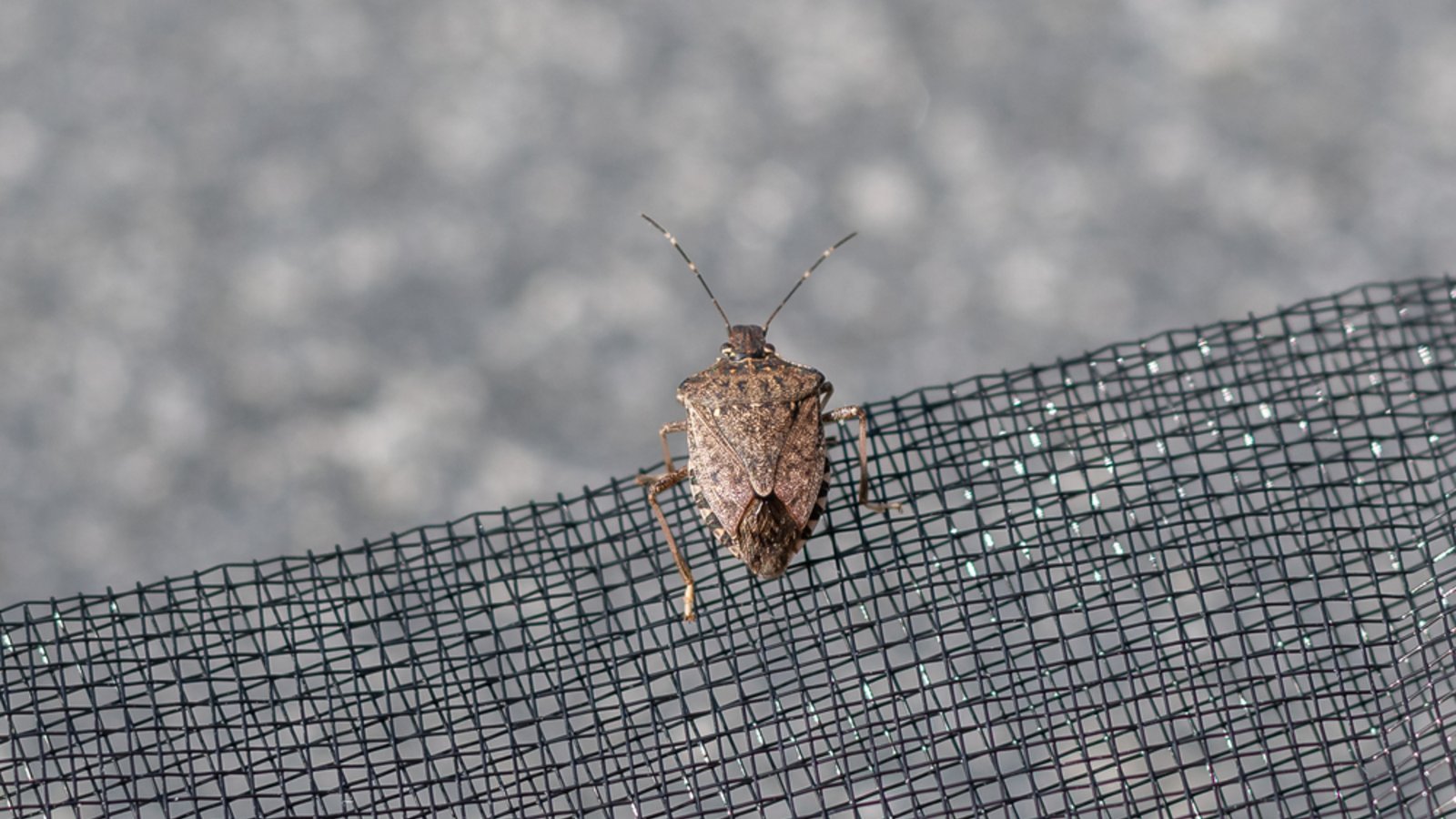 So fangen Sie die Insekten ein.Foto: Tob1900 / shutterstock.com So fangen Sie die Insekten ein.Foto: Tob1900 / shutterstock.com