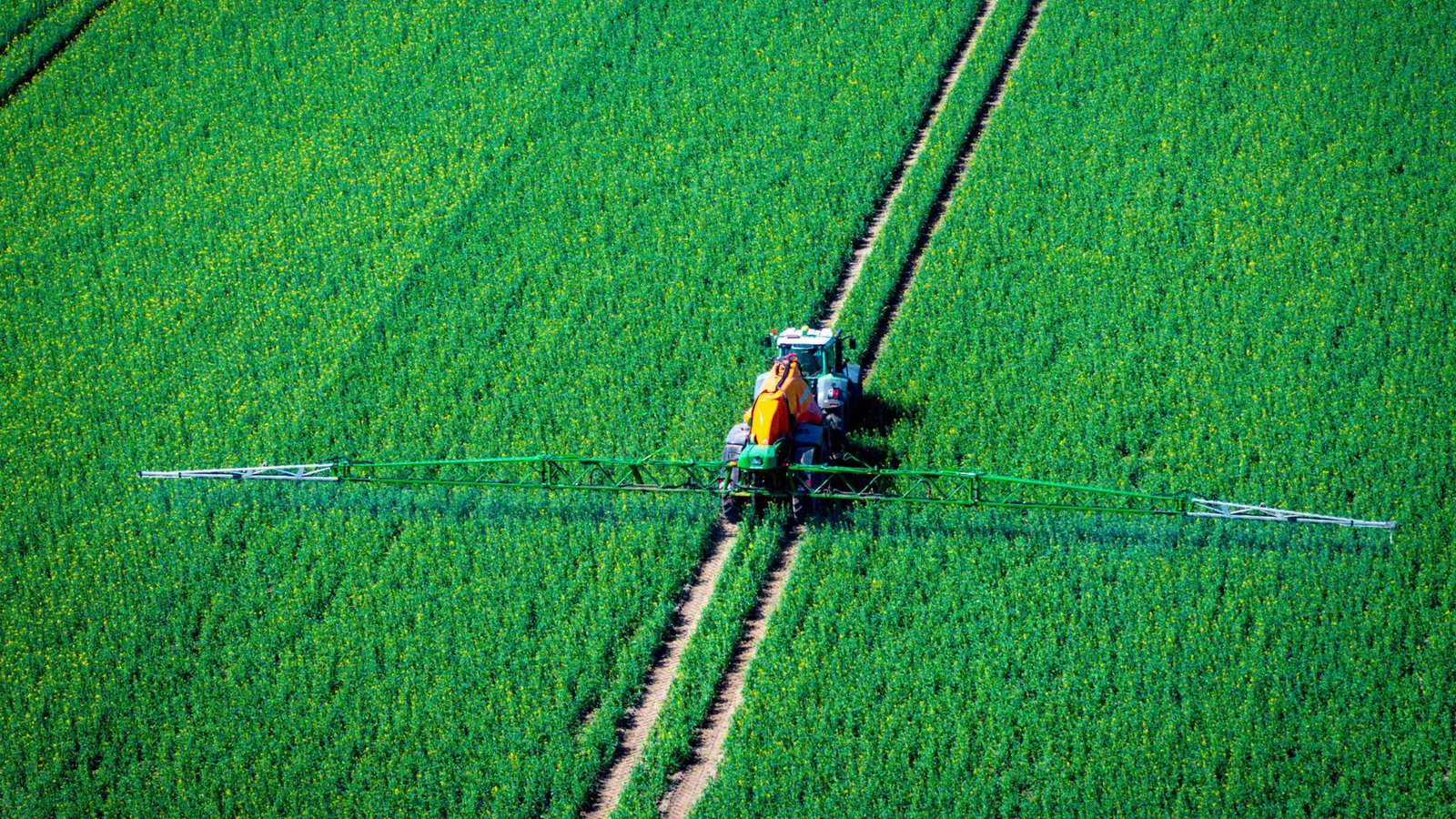 Ein Traktor zieht eine Spritzmaschine über ein Rapsfeld und versprüht Pflanzenschutzmittel.Foto: Jens Büttner/dpa
