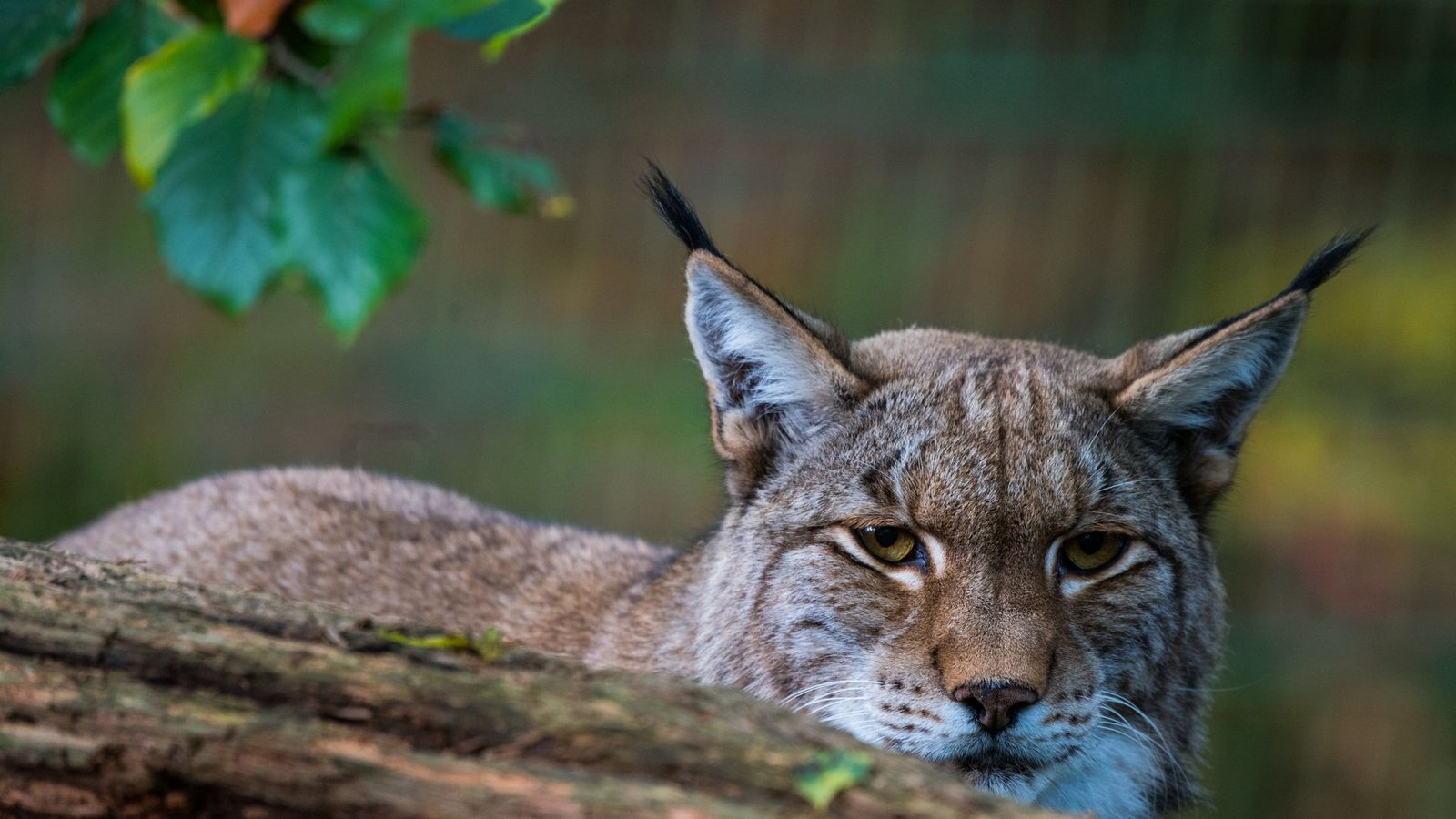 Ein Luchs sitzt hinter einem Baumstamm. (Symbolfoto)Foto: dpa/Andreas Arnold