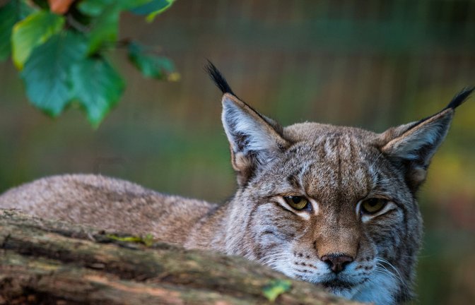 Ein Luchs sitzt hinter einem Baumstamm. (Symbolfoto)<span class='image-autor'>Foto: dpa/Andreas Arnold</span>