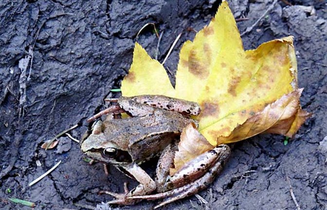 Springfrosch in Gündelbach. Foto: Thalhäuser Springfrosch in Gündelbach. Foto: Thalhäuser