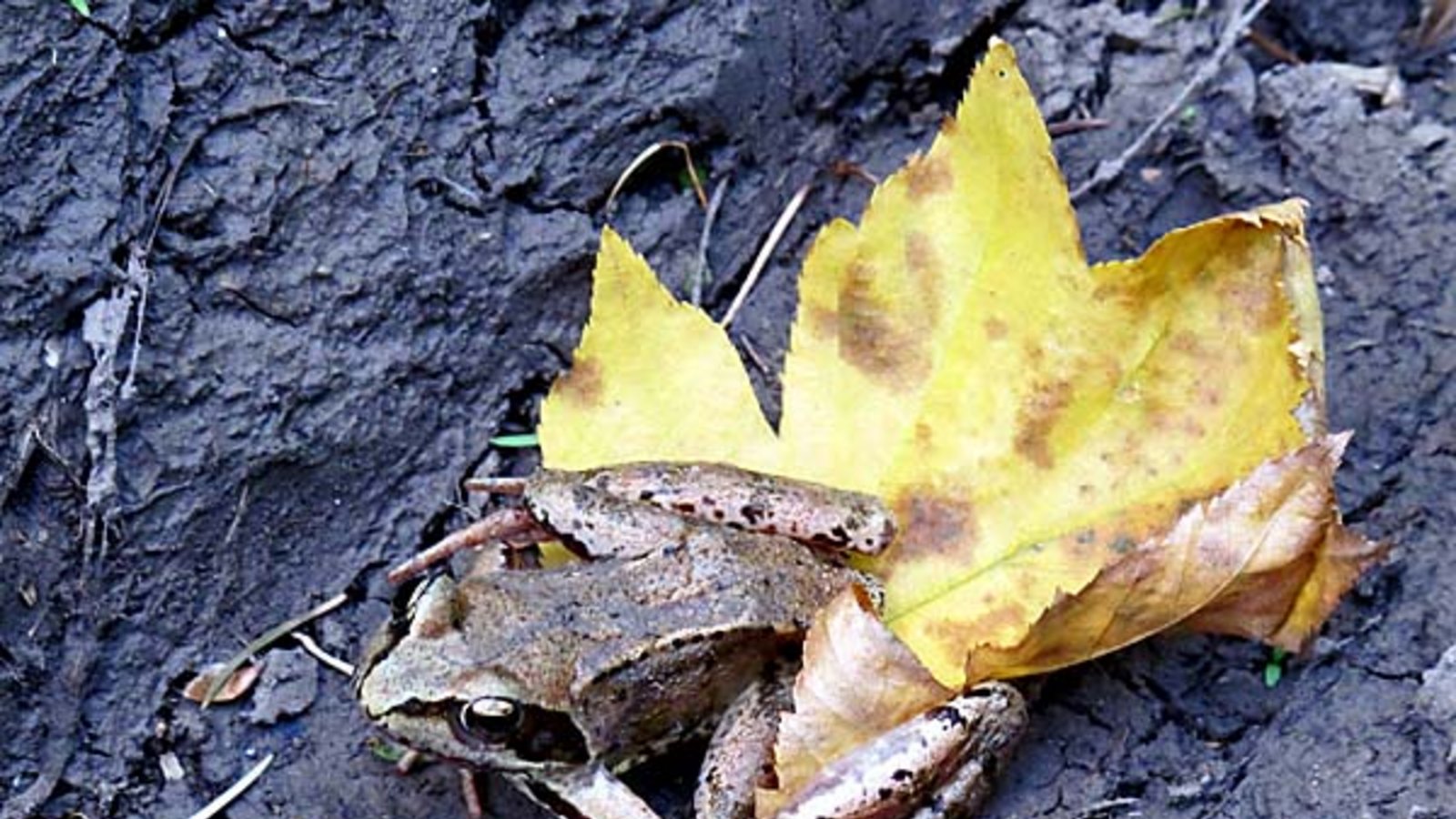 Springfrosch in Gündelbach. Foto: Thalhäuser Springfrosch in Gündelbach. Foto: Thalhäuser