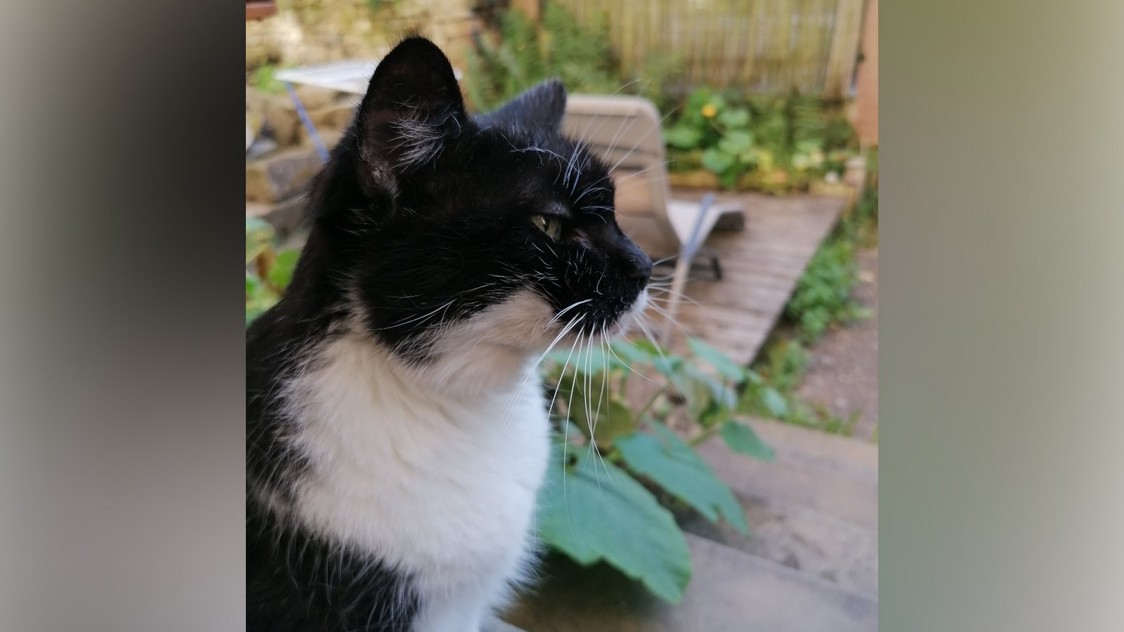 Viele Katzen sind gerne draußen unterwegs.      Archivfoto: Banholzer