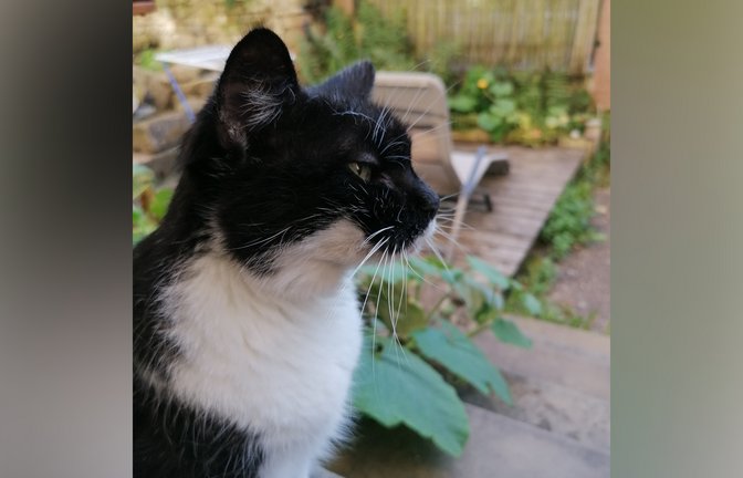 Viele Katzen sind gerne draußen unterwegs.      Archivfoto: Banholzer