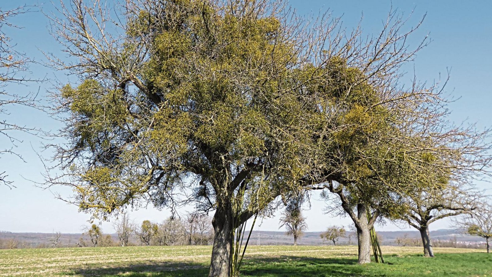 Ein massiv von der Mistel besiedelter Baum sollte entfernt werden, denn er trägt zur Weiterverbreitung bei und kann nicht mehr saniert werden.  Fotos: LE