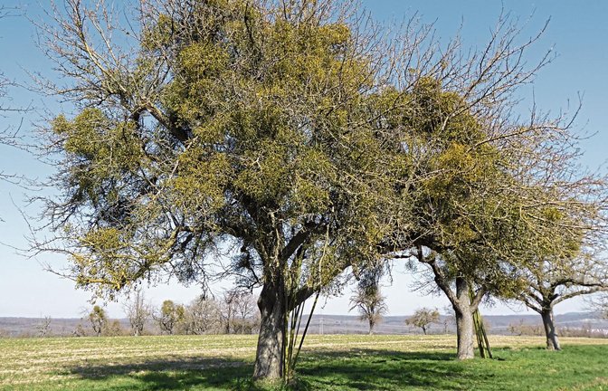 Ein massiv von der Mistel besiedelter Baum sollte entfernt werden, denn er trägt zur Weiterverbreitung bei und kann nicht mehr saniert werden.  Fotos: LE