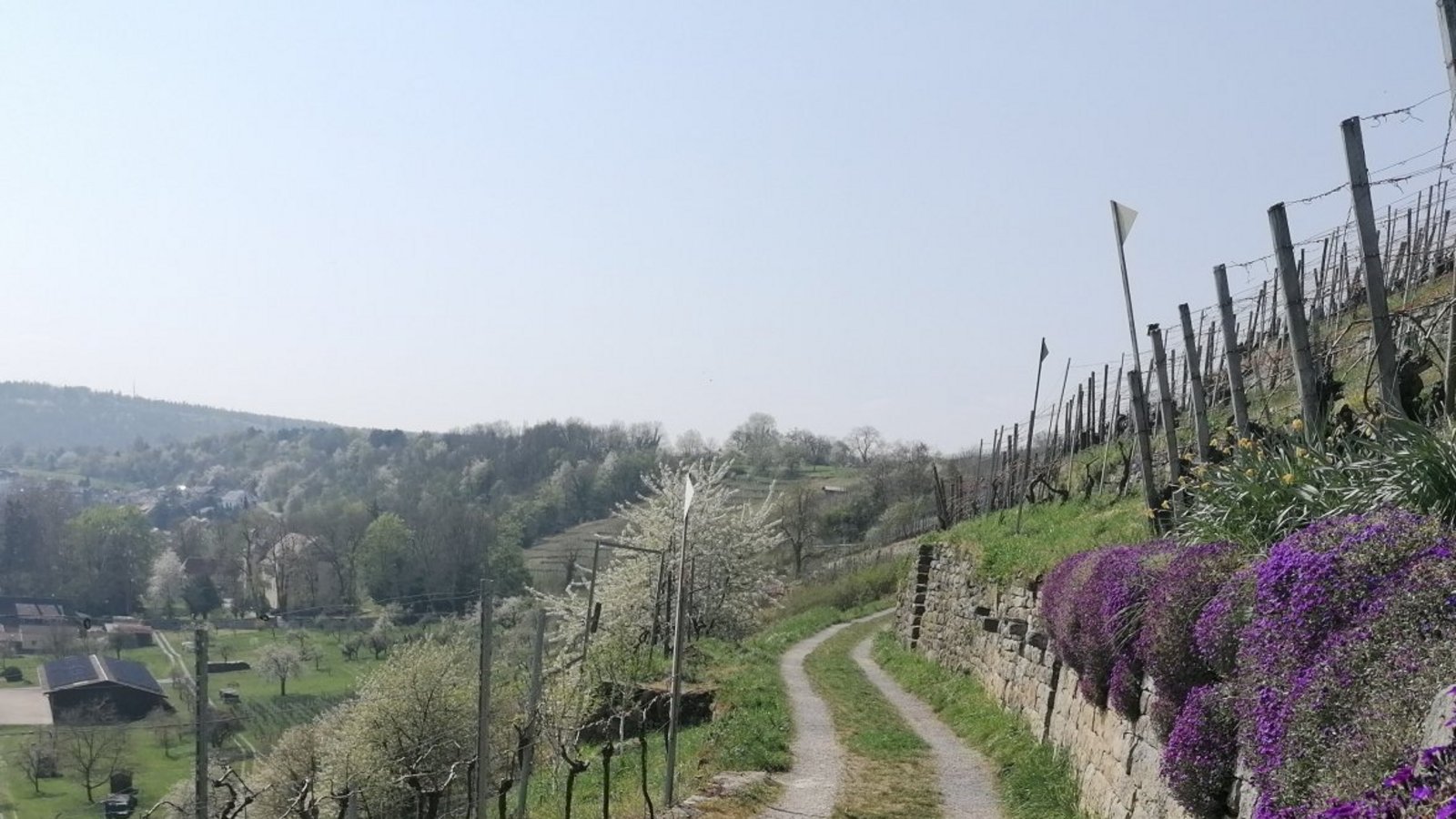 Die Weinberge liegen im Naturschutzgebiet Felsengärten bei Mühlhausen.  Foto: Banholzer