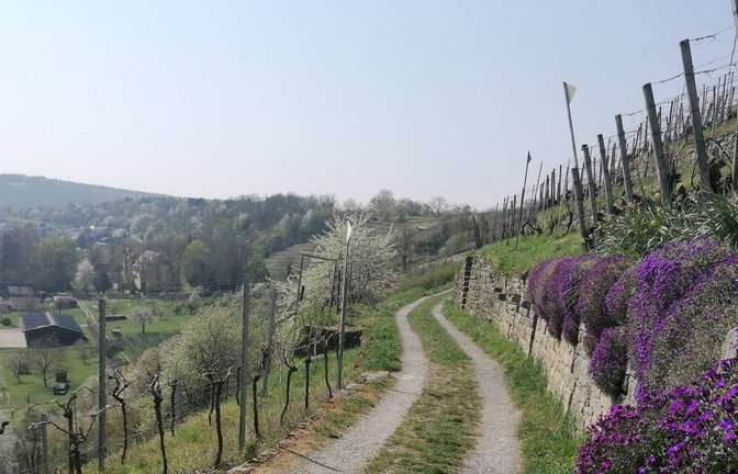 Die Weinberge liegen im Naturschutzgebiet Felsengärten bei Mühlhausen.  <span class='image-autor'>Foto: Banholzer</span>
