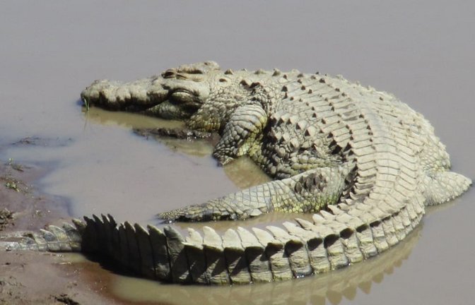 Ein Nilkrokodil, aufgenommen im Masai-Mara-Nationalpark im Süden Kenias. Der Vorschlag, Krokodile in Wassergräben rund um ein Gefängnis einzusetzen, geht auf den rechtsextremen Minister Itamar Ben-Gvir zurück (Archivfoto).<span class='image-autor'>Klaus Blume/dpa</span>