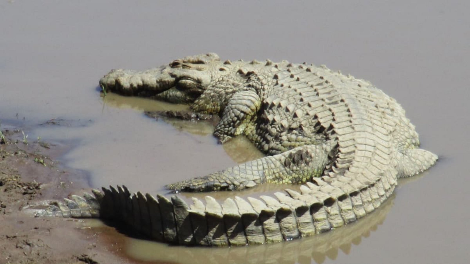Ein Nilkrokodil, aufgenommen im Masai-Mara-Nationalpark im Süden Kenias. Der Vorschlag, Krokodile in Wassergräben rund um ein Gefängnis einzusetzen, geht auf den rechtsextremen Minister Itamar Ben-Gvir zurück (Archivfoto).Klaus Blume/dpa Ein Nilkrokodil, aufgenommen im Masai-Mara-Nationalpark im Süden Kenias. Der Vorschlag, Krokodile in Wassergräben rund um ein Gefängnis einzusetzen, geht auf den rechtsextremen Minister Itamar Ben-Gvir zurück (Archivfoto).Klaus Blume/dpa
