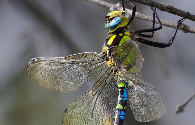 Farbenpracht beim Männchen der Blaugrünen Mosaikjungfer. Foto: Werner Frey
