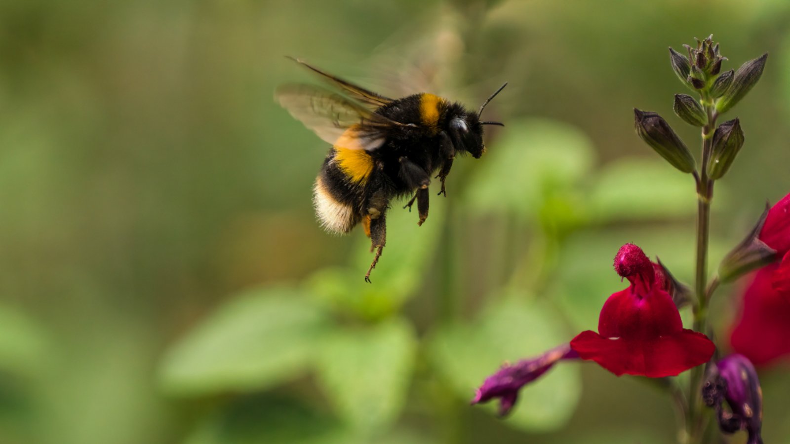 Können Hummeln stechen?Foto: Chrispo/Shutterstock Können Hummeln stechen?Foto: Chrispo/Shutterstock