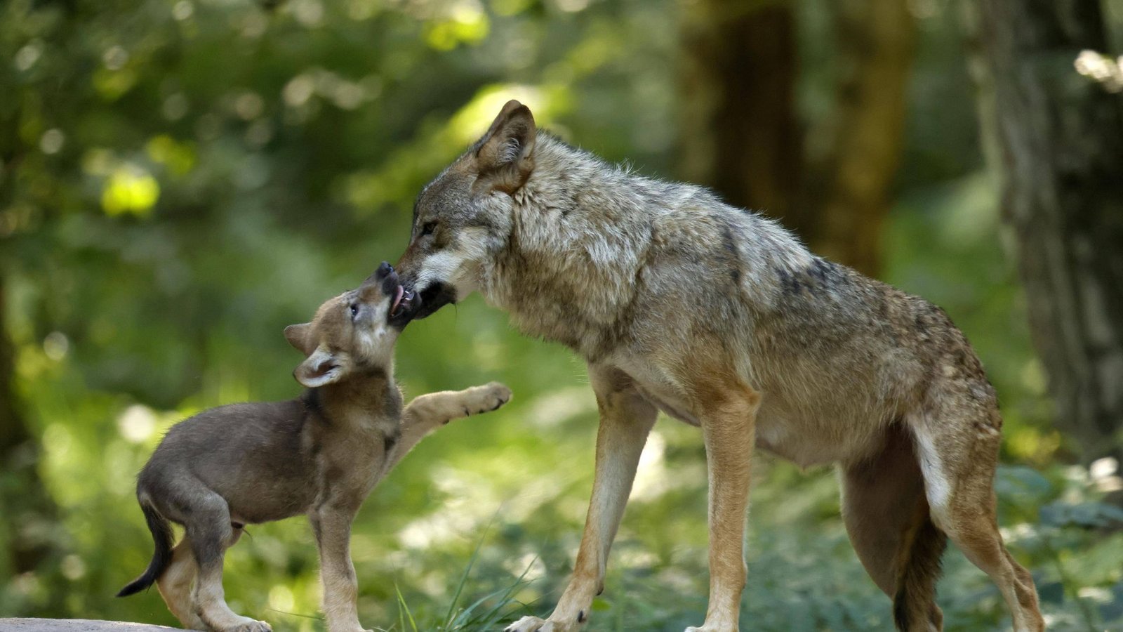 Ein europäischer Wolf mit einem Welpen.Foto: IMAGO/imagebroker/IMAGO/imageBROKER/Ronald Wittek Ein europäischer Wolf mit einem Welpen.Foto: IMAGO/imagebroker/IMAGO/imageBROKER/Ronald Wittek