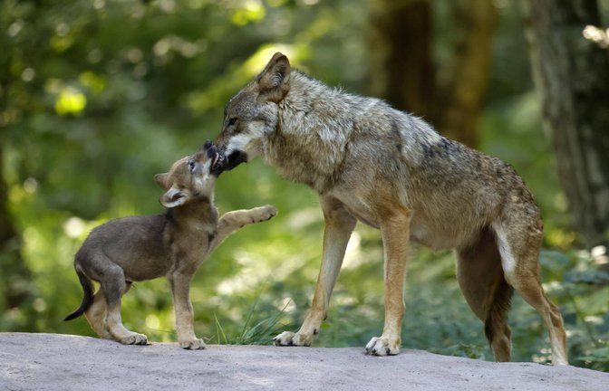 Ein europäischer Wolf mit einem Welpen.<span class='image-autor'>Foto: IMAGO/imagebroker/IMAGO/imageBROKER/Ronald Wittek</span>