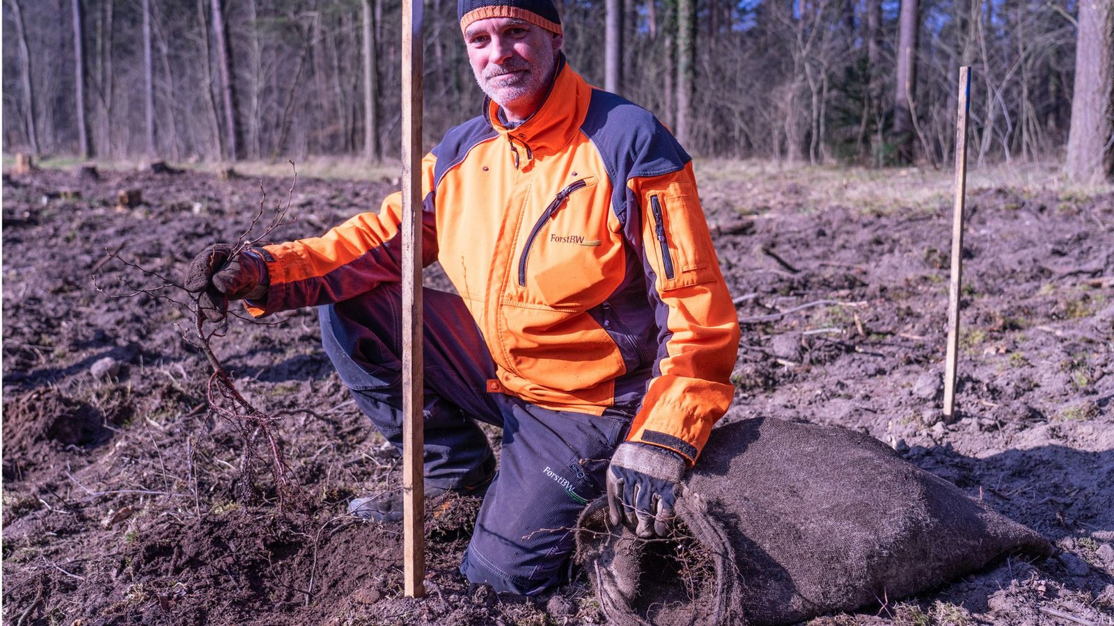 Der Forstarbeiter Lutz Rönsch pflanzt junge Eichen auf einem Waldstück im Rheintal nördlich von Karlsruhe.Foto: Falti Der Forstarbeiter Lutz Rönsch pflanzt junge Eichen auf einem Waldstück im Rheintal nördlich von Karlsruhe.Foto: Falti